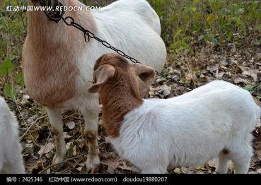 小羊照片,纯真瞬间，治愈心灵