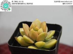 黄丽图片,光影交织下的美丽瞬间