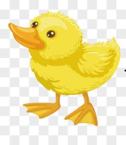 小黄鸭的照片
